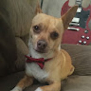 Meet your Posher, Angel